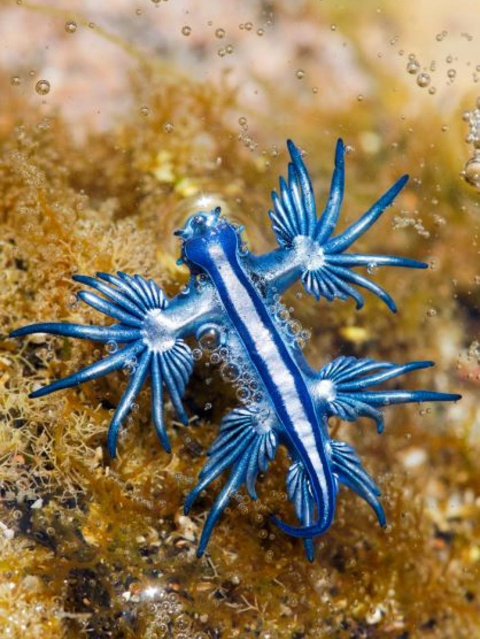 Blue fish lying on a rock under the ocean