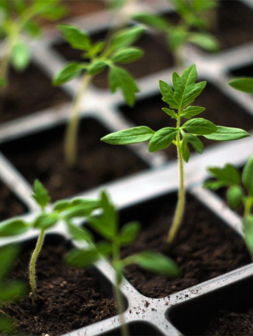 Image of small seedling growing with green leaves