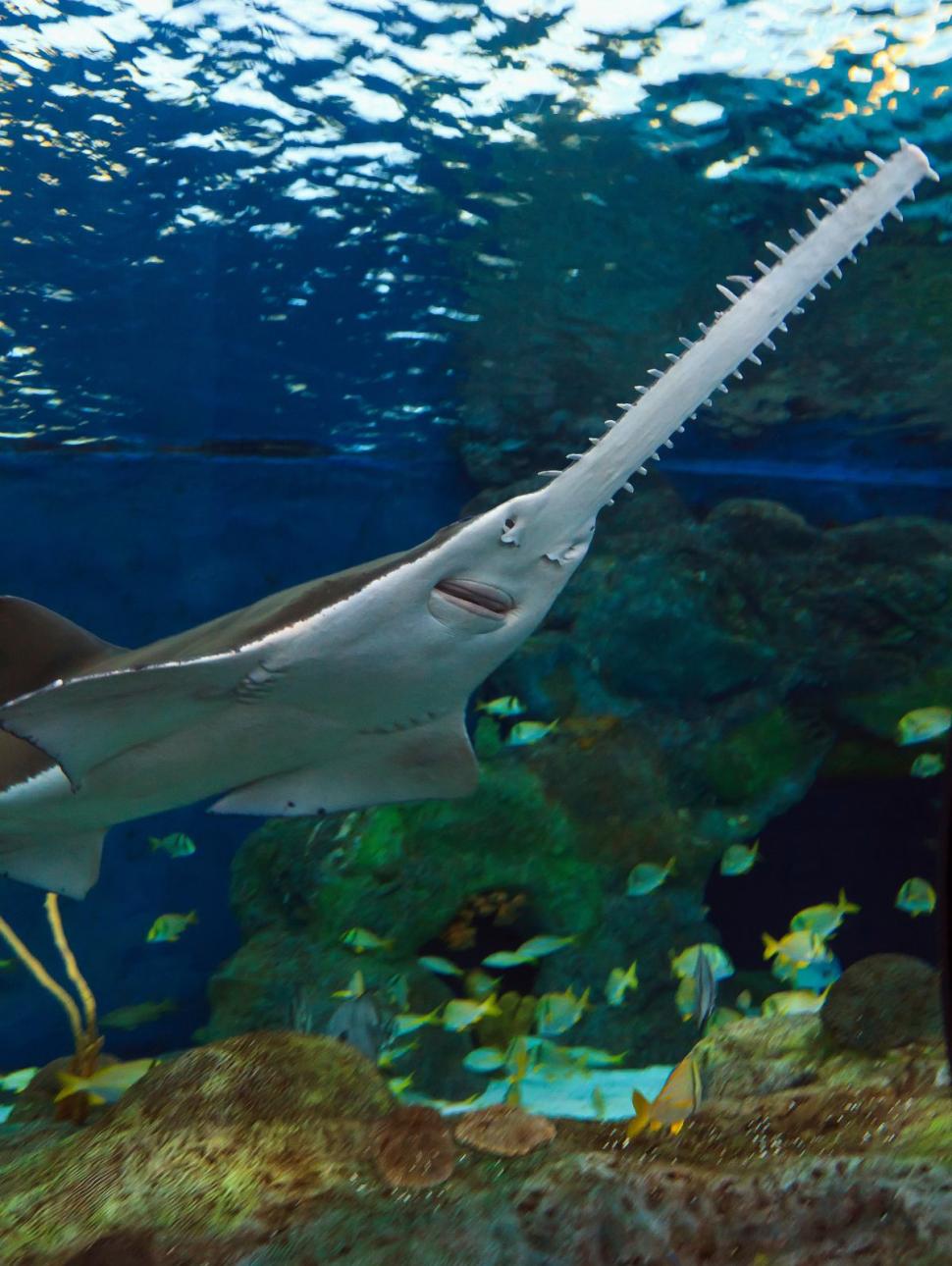 Sawfish underwater close up detail of mouth and saw in an aquarium