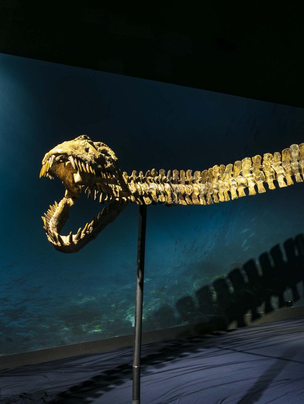 Giant prehistoric fish spine