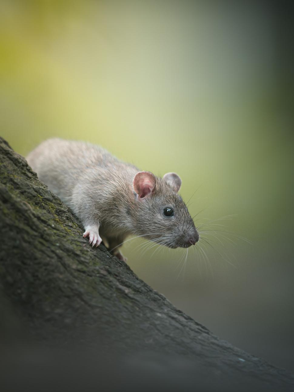 Image of a rat climbing a tree close up