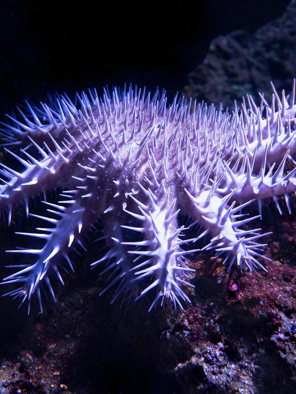 Purple coloured sea star in the ocean