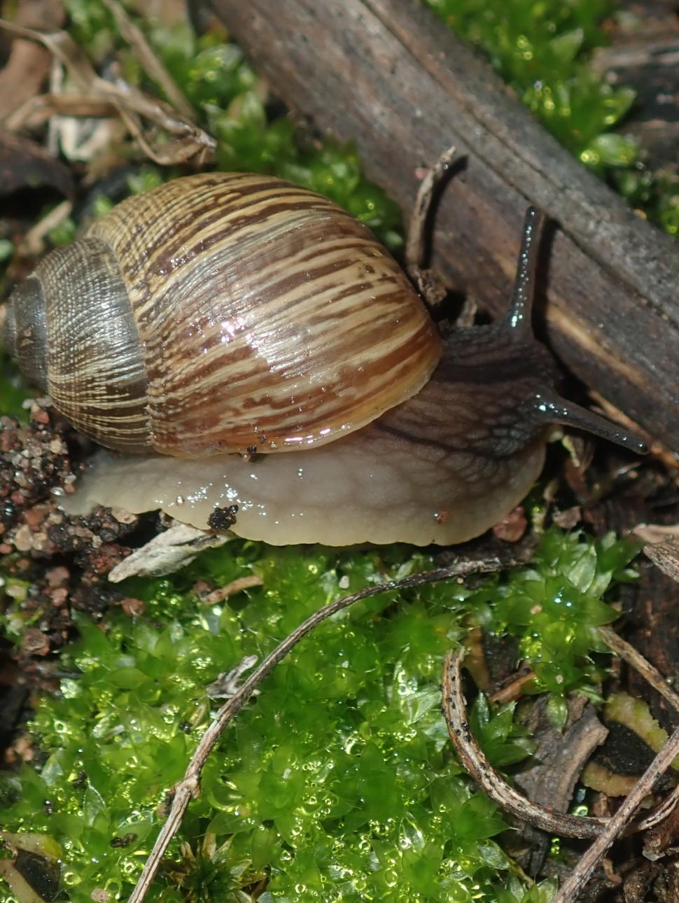 This image show a close up of an endemic land snail called a Bothriembryon
