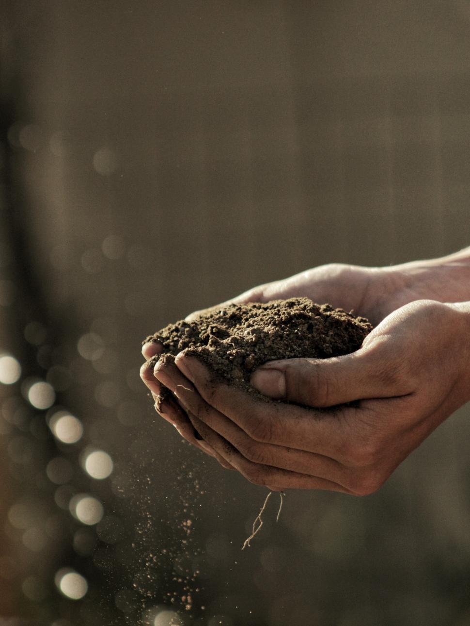 Two hands cupping some dark soil