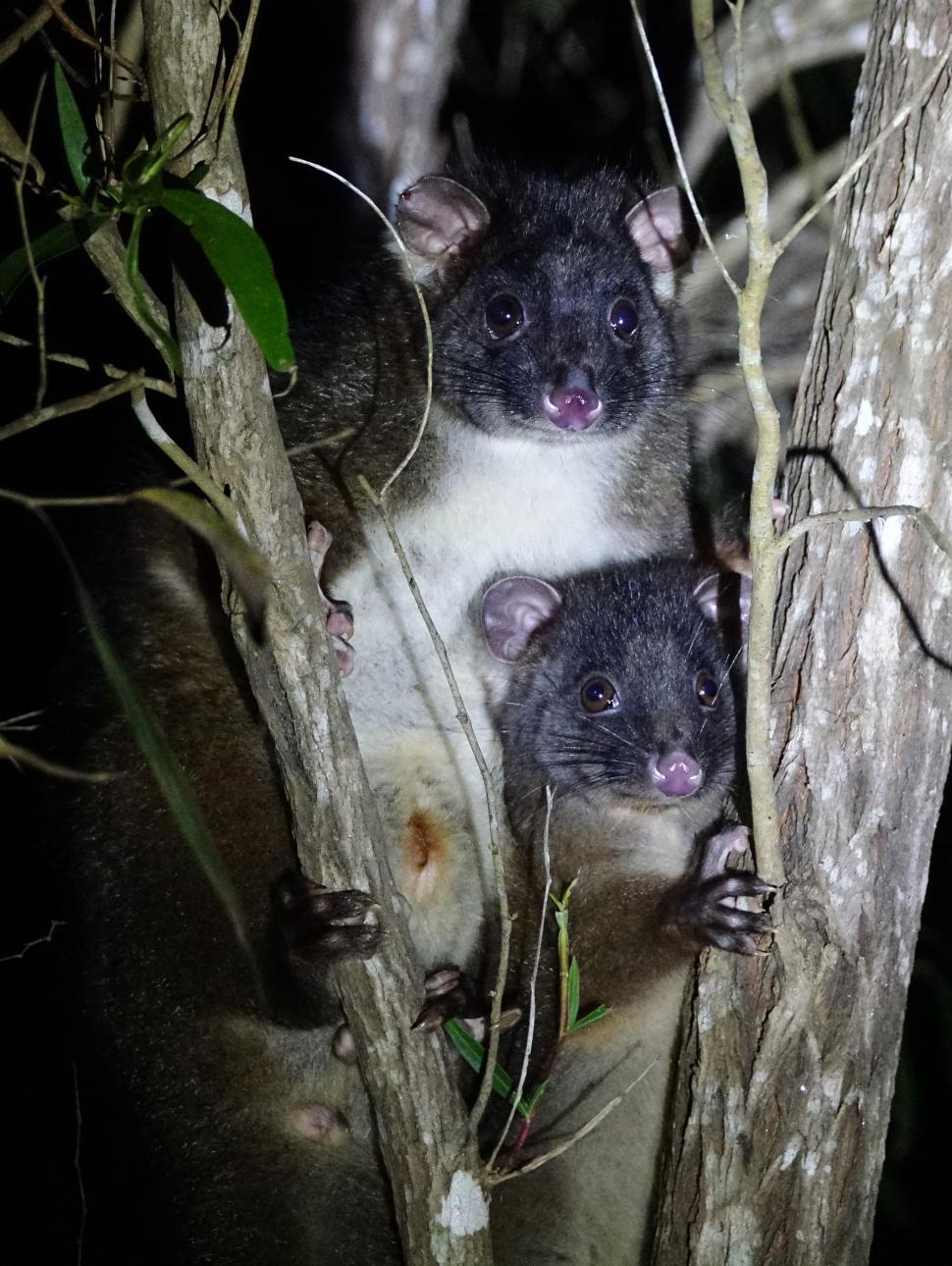 Two western ringtail possums, an adult and a baby, sit together in the fork of a tree at night