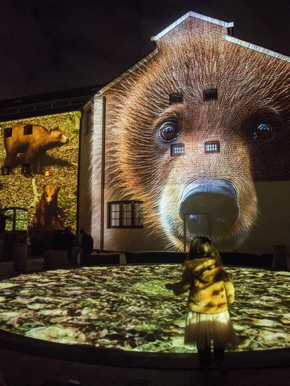 A Marsican brown bear projected onto the Old Gaol
