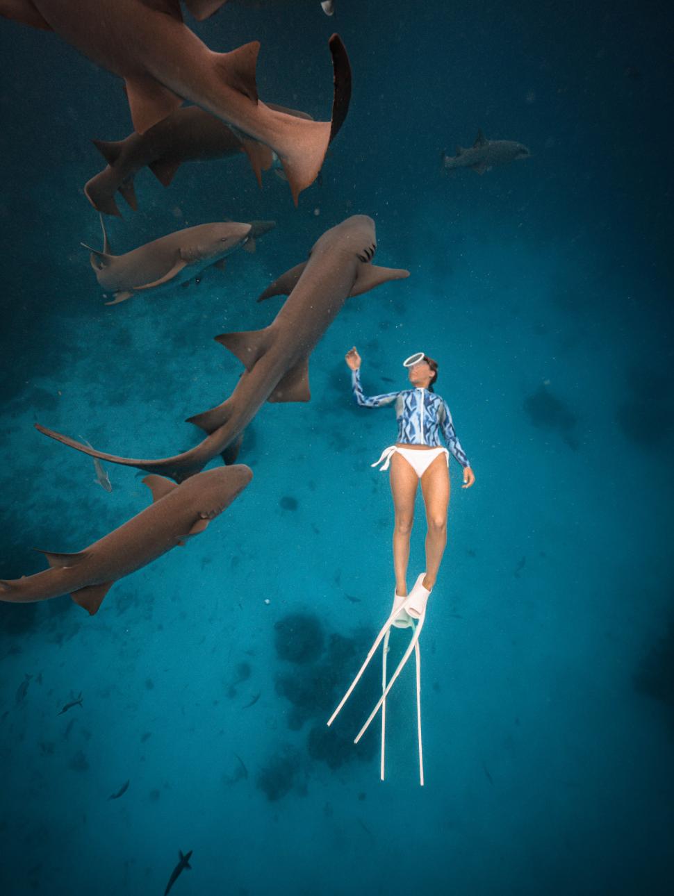 Image viewed from overhead of marine biologist Amanda Elizabeth diving with sharks.