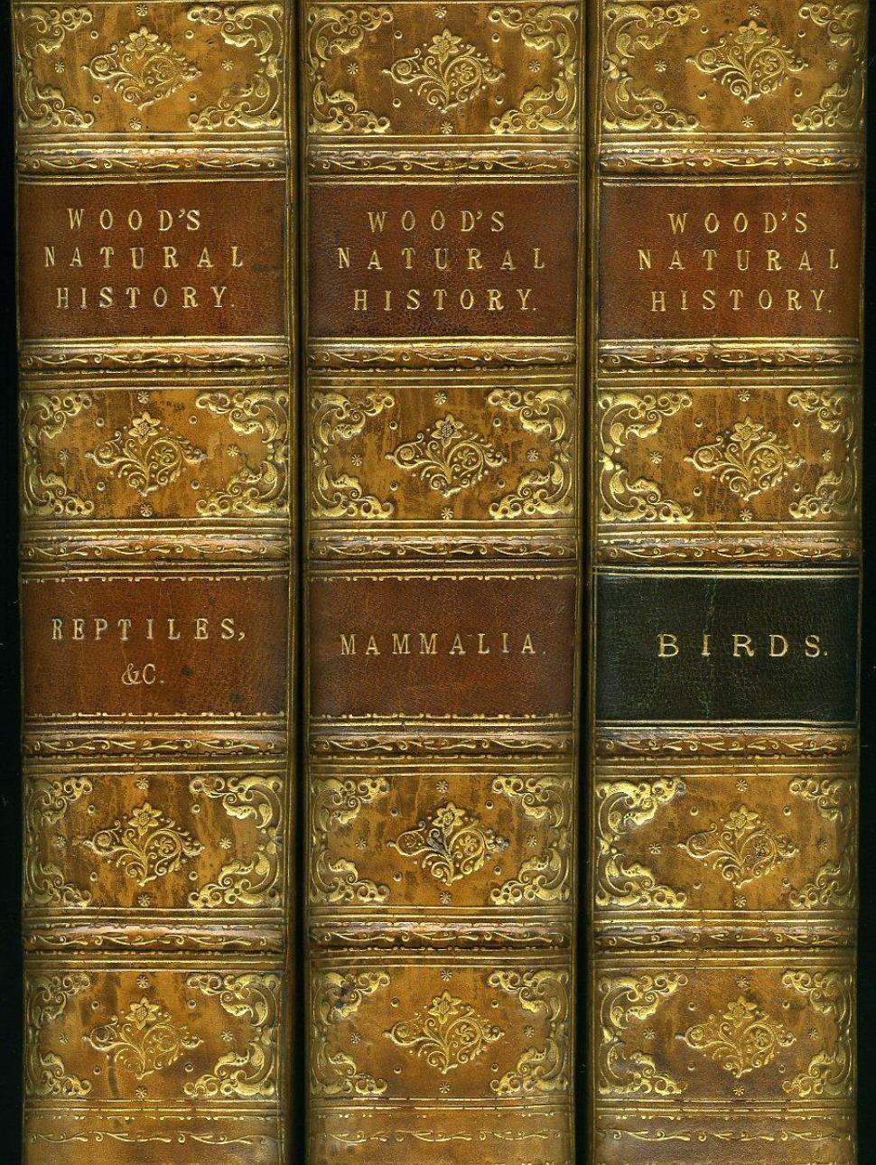 This mageshows the spines of 3 very old books entitled Woods Natural History