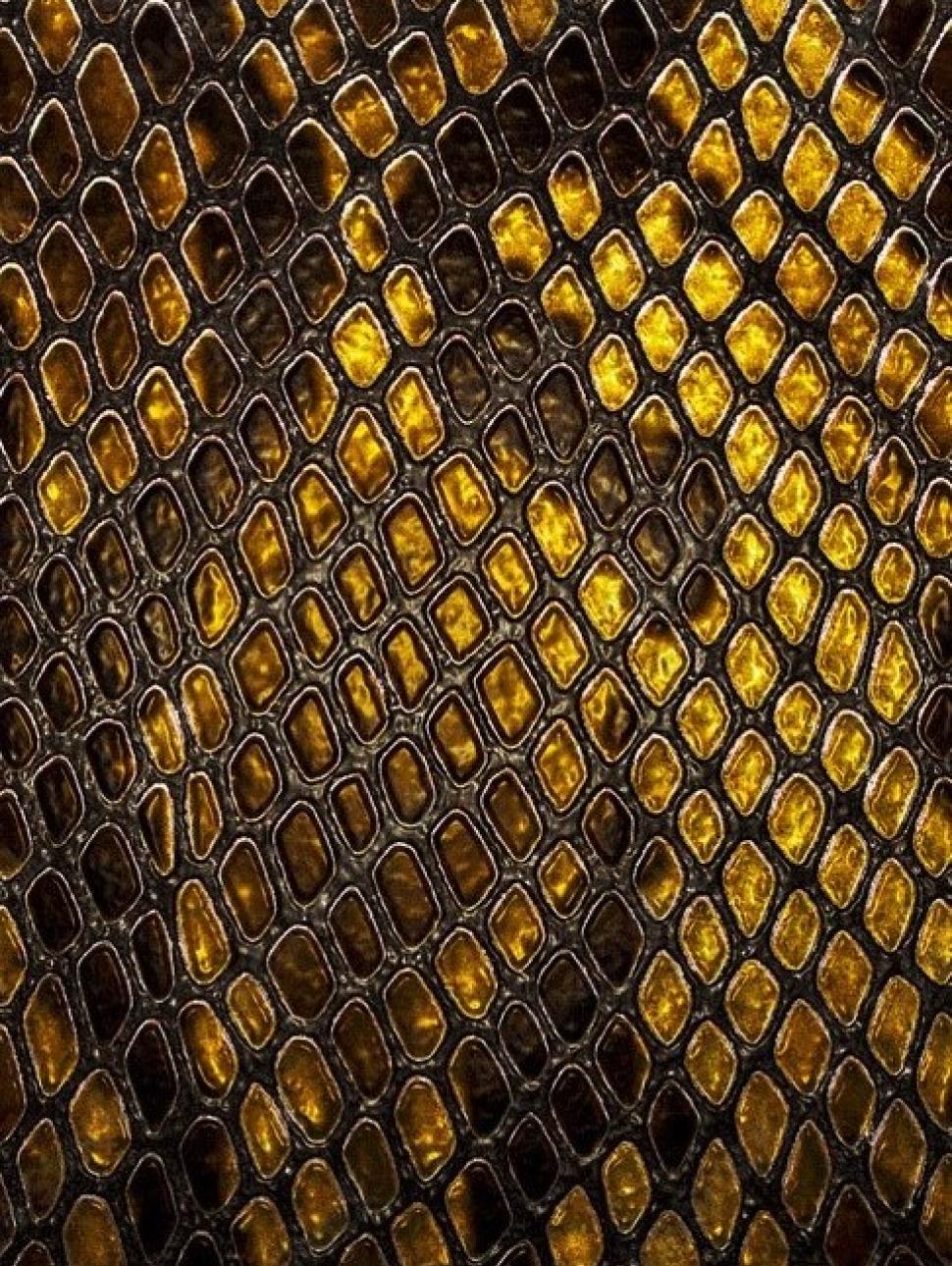 Image of yellow and black reptile skin close-up