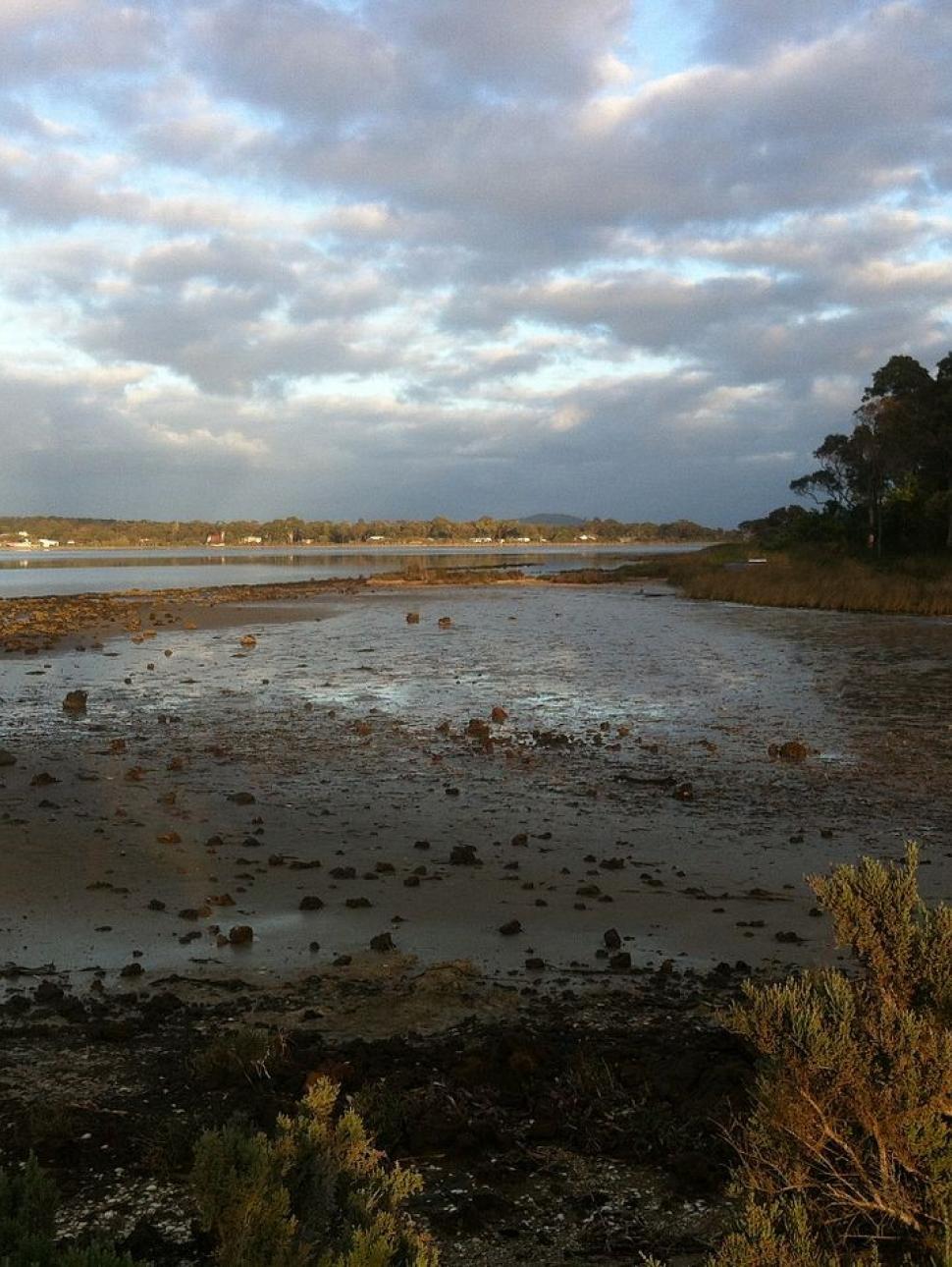 Body of water surrounded by shrubs in Albany 