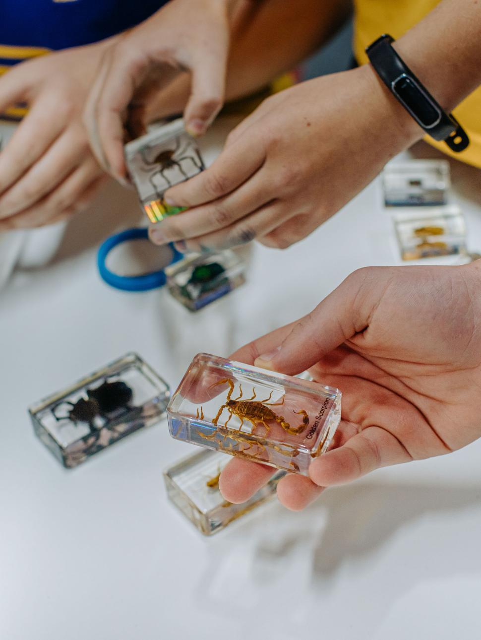 hands examining specimens of insects