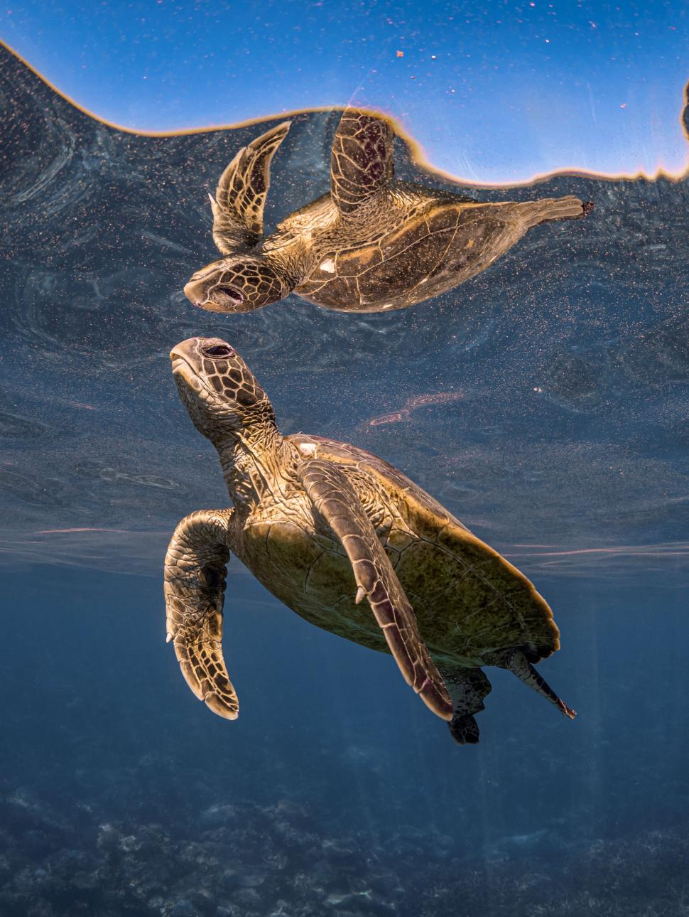 Turtle swimming to the surface in an underwater shot