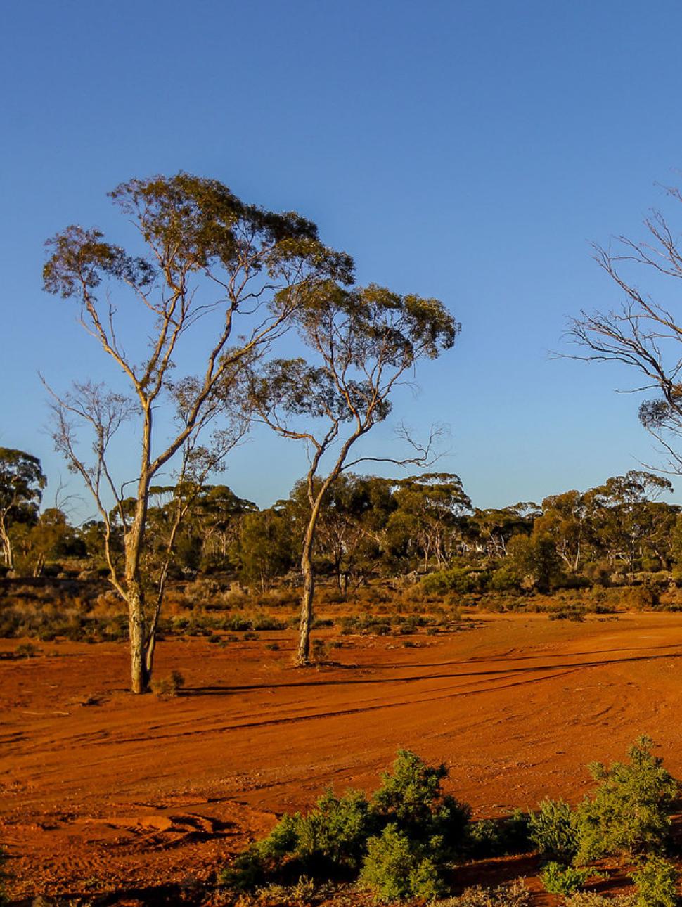 a serene outback setting with red dirt of the earth, trees grass and a blue sky