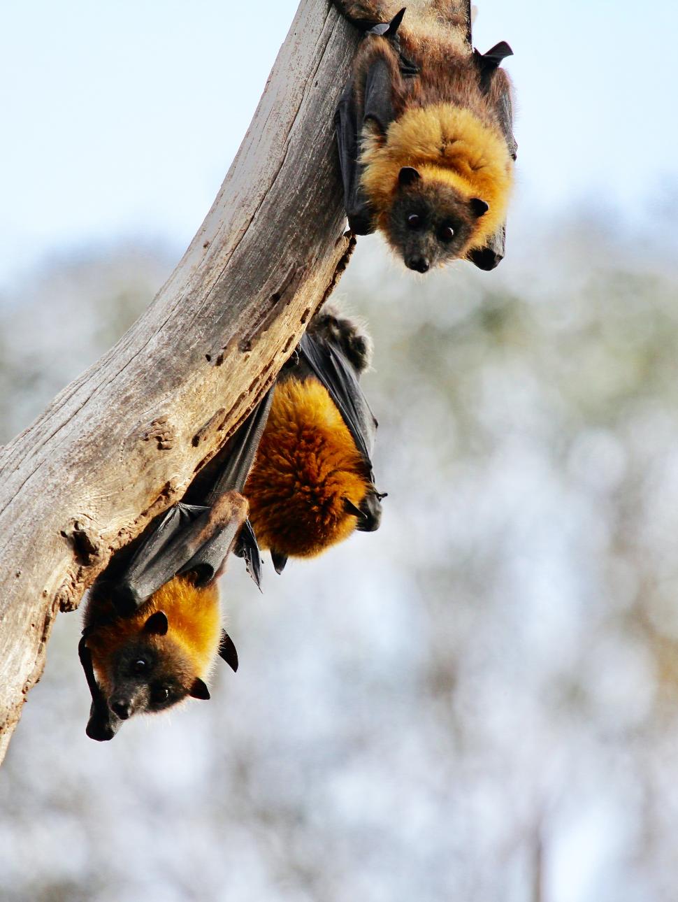 three bats hanging from a gumtree