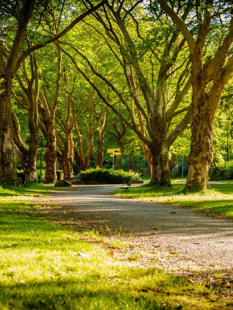 Local park with a pathway and bench.