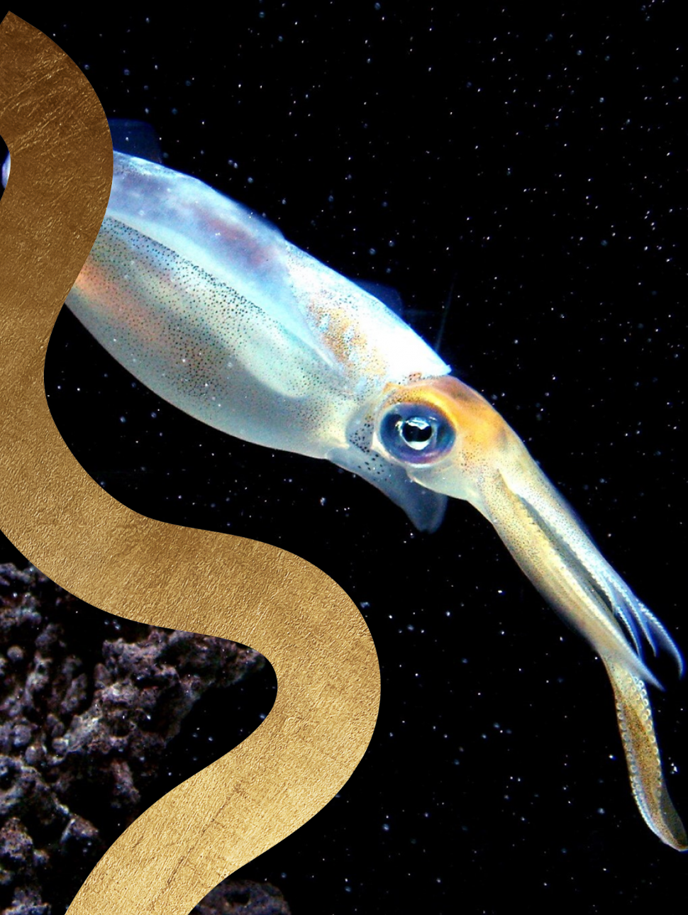 Squid gracefully swim in a dark expanse, framed by a foreground rock and a golden squiggle in the corner.