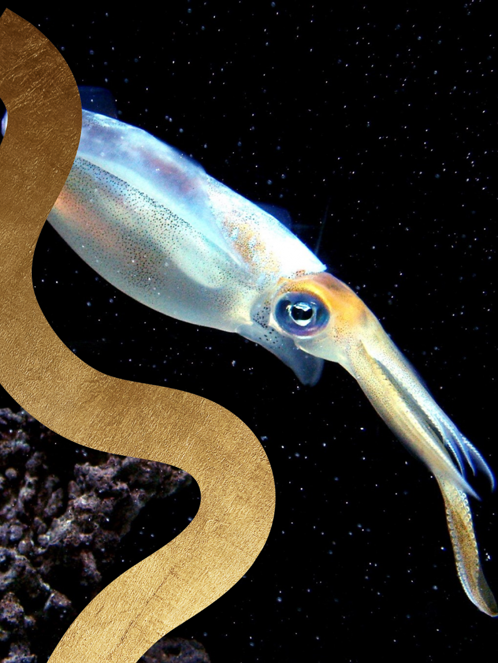 Egyptian Squid Dissection | Western Australian Museum