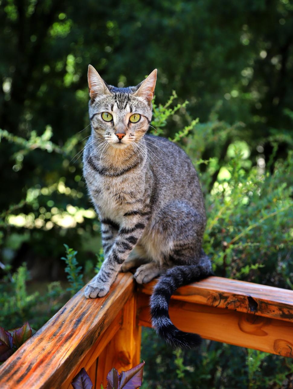 A short haired tabby cat sits on a wooden fence surrounded by green foliage and leaves as though in a garden. It stares into the camera with an almost-human gaze