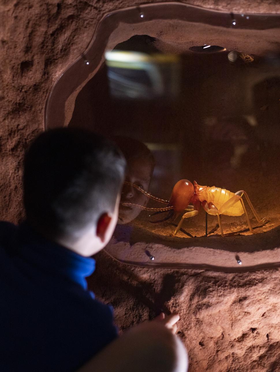 Boy stares through glass at giant ant