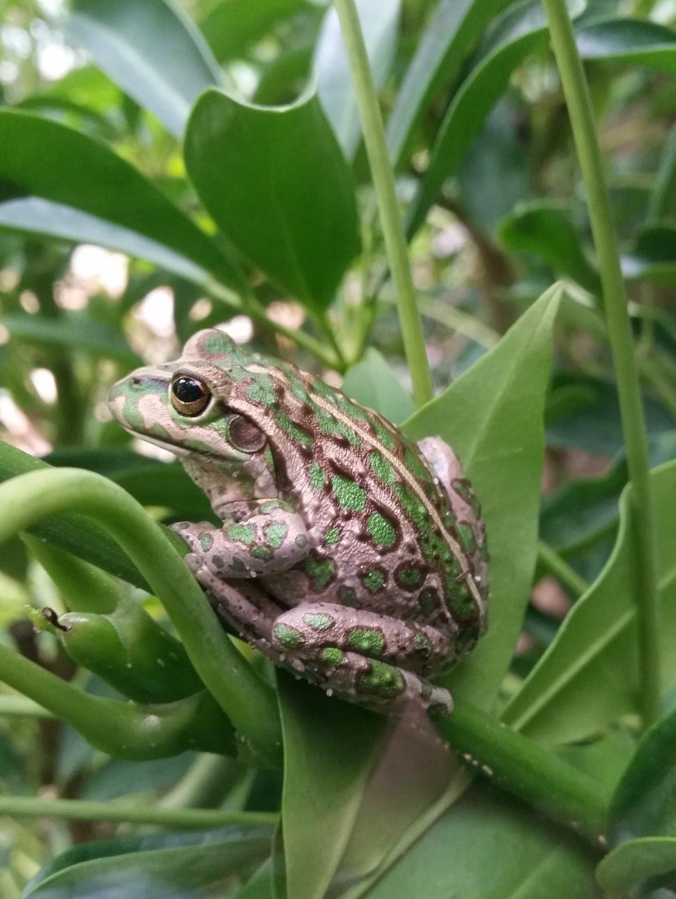 An image close up image of a motorbike frog sitting on a green plant. The frog is green and brown in colour. 