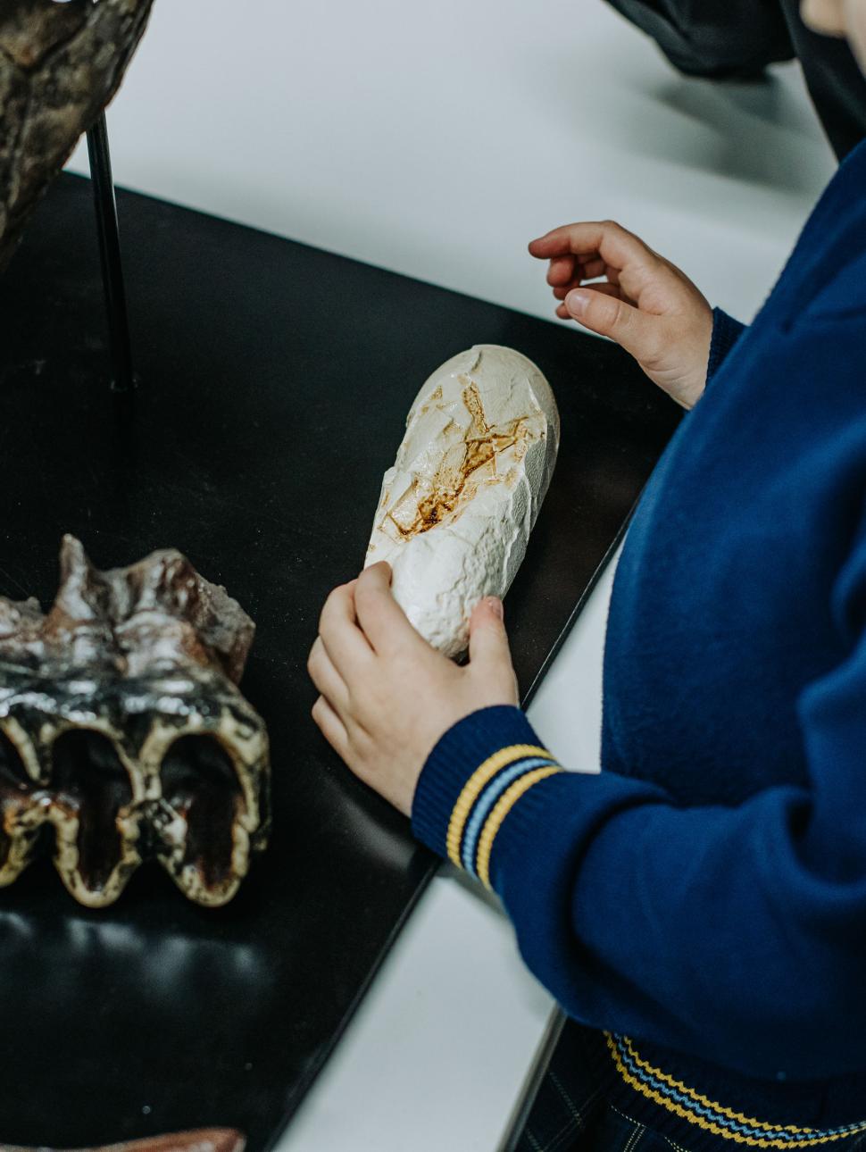 high angle shot looking down of a child holding some replica fossils on a table