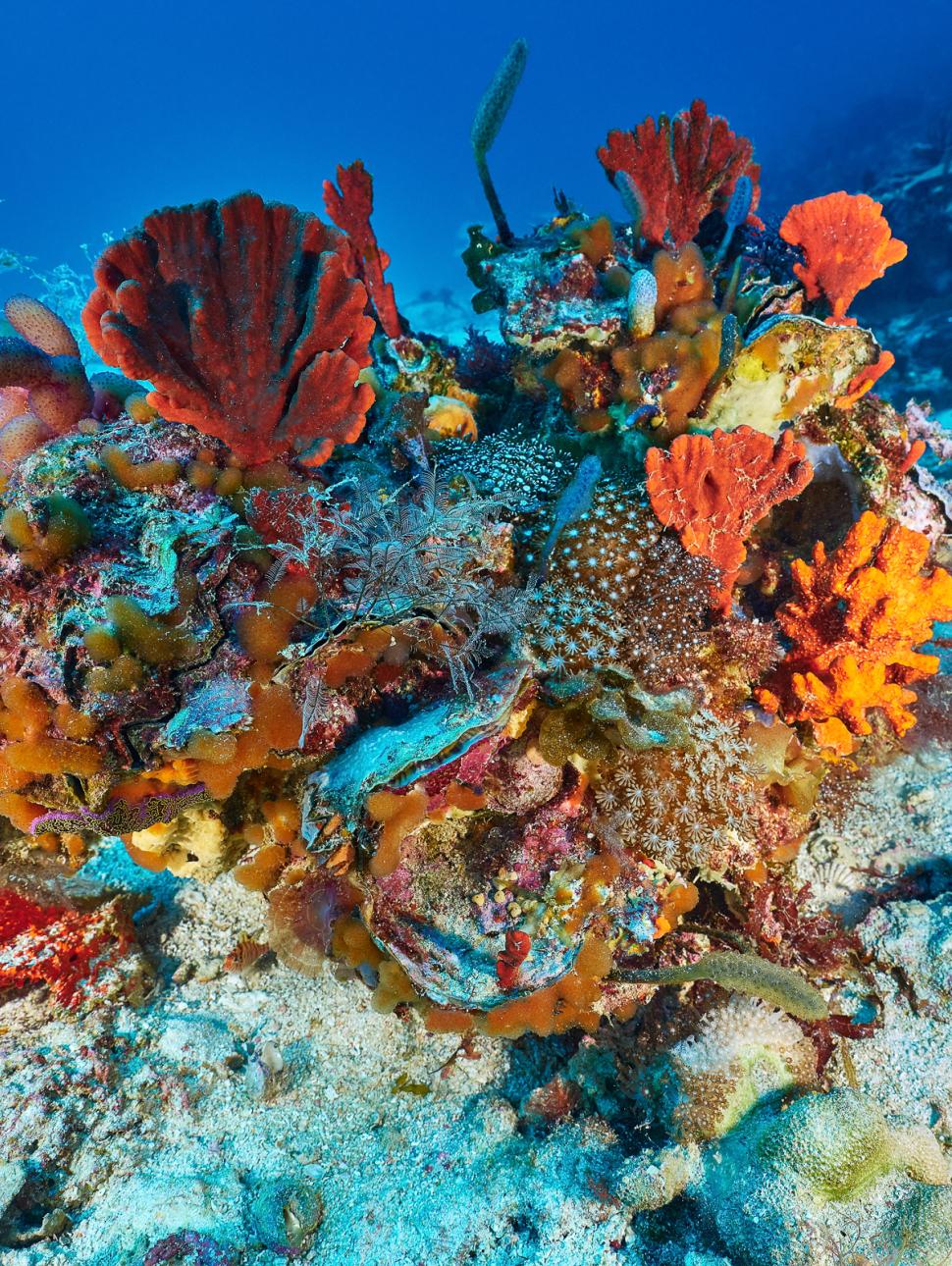 An underwater shot of reef on the Abrolhos showing brightly coloured assorted corals and reefs in a small patch on a white sandy ocean bottom