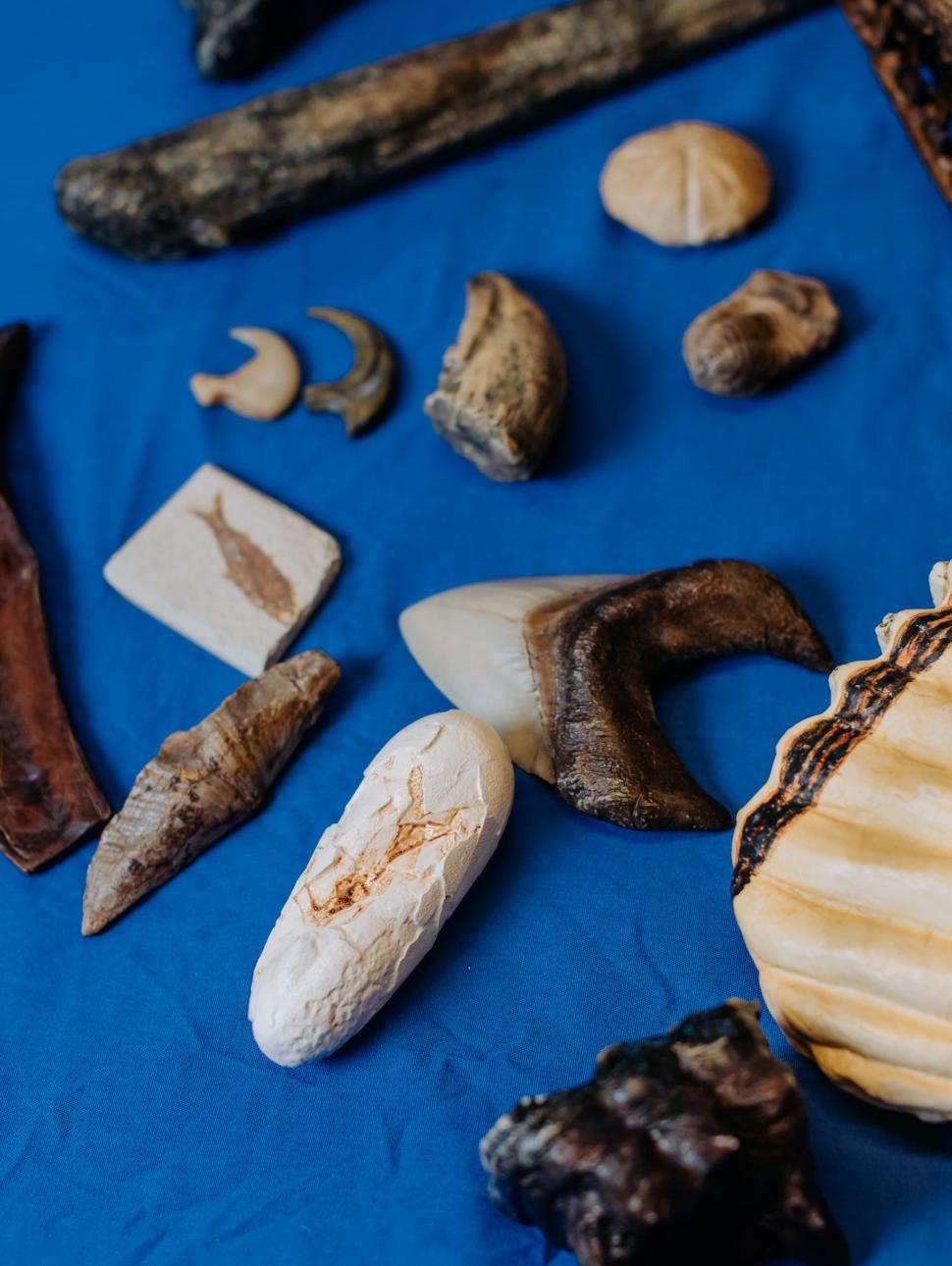Small fossil replicas placed on a blue background