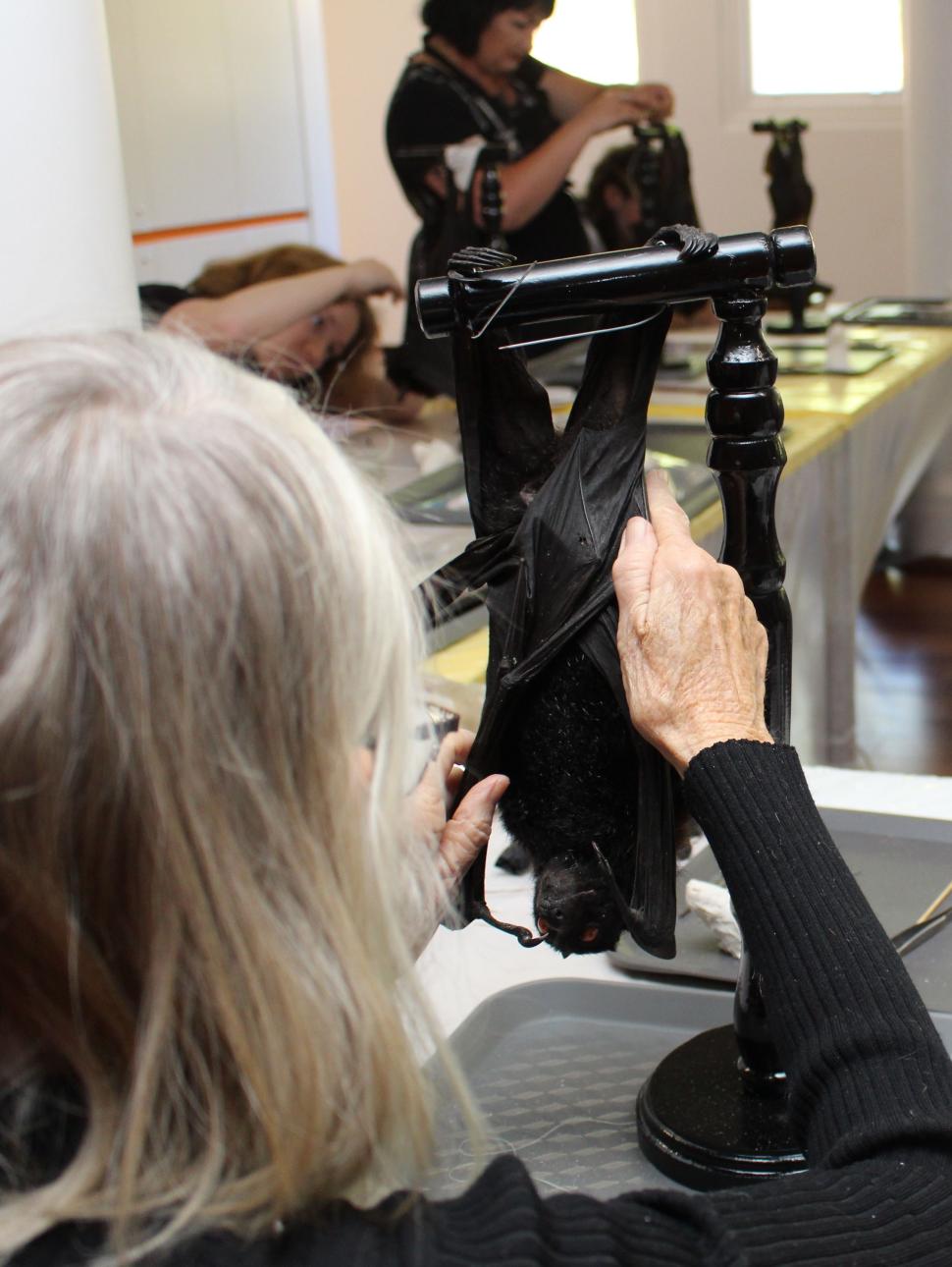 A woman with grey hair sits with her back to the camera. Their is a piece of bat taxidermy hanging on a black hook in front of her. Her hands are stretched out and working on the bat.