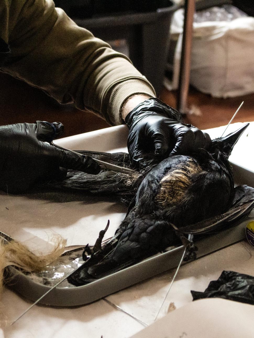 Black gloved hands work on a taxidermy raven specimen. Items on the table surrounding the work is thread, scissors, tweezers, hessian and  long pins 