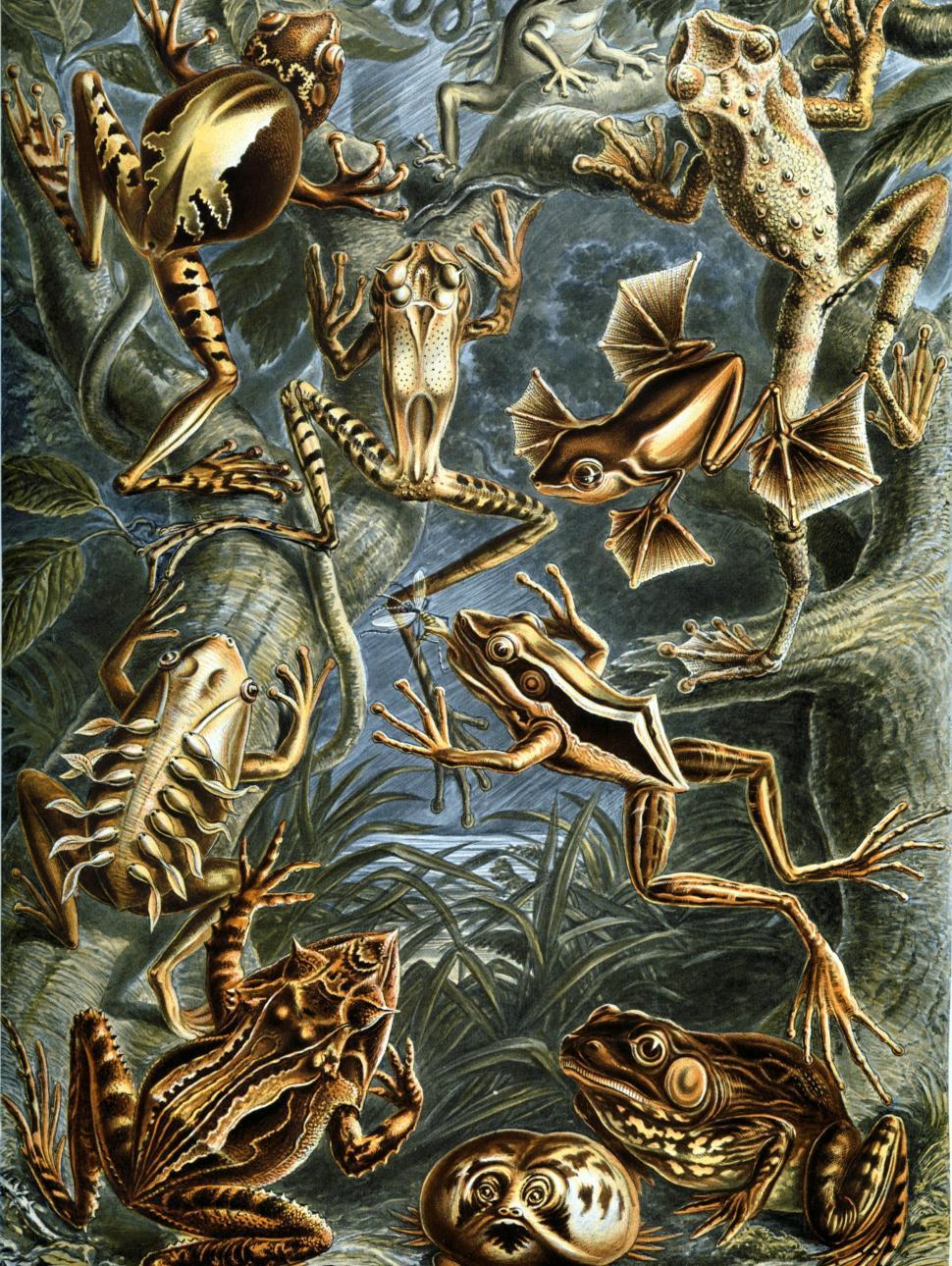 Vintage illustration of a mossy an green toned pond framed by tree branches and leaves. Across the scene are 10 different types of frog and toad illustrations using yellow tone and black shading.