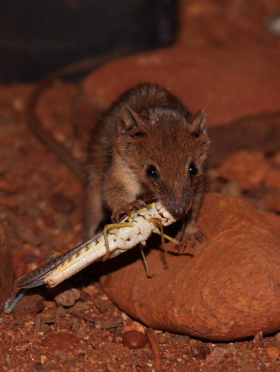 IMage showsa close up of a tiny mammal called a planigale. It has captured a large insect.