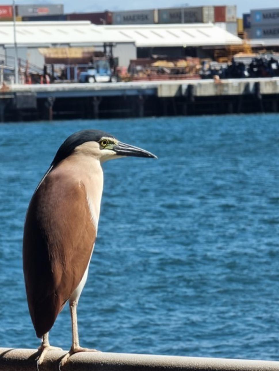 Night Heron bird perched on a railing overlooking the the Swan River on a bright day. Port buildings are picture in the distance.