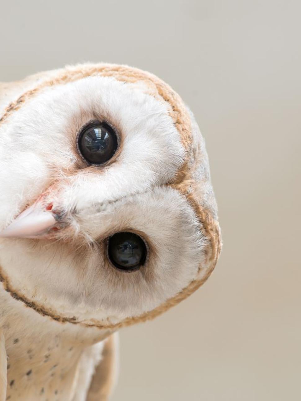 common barn owl ( Tyto albahead ) close up