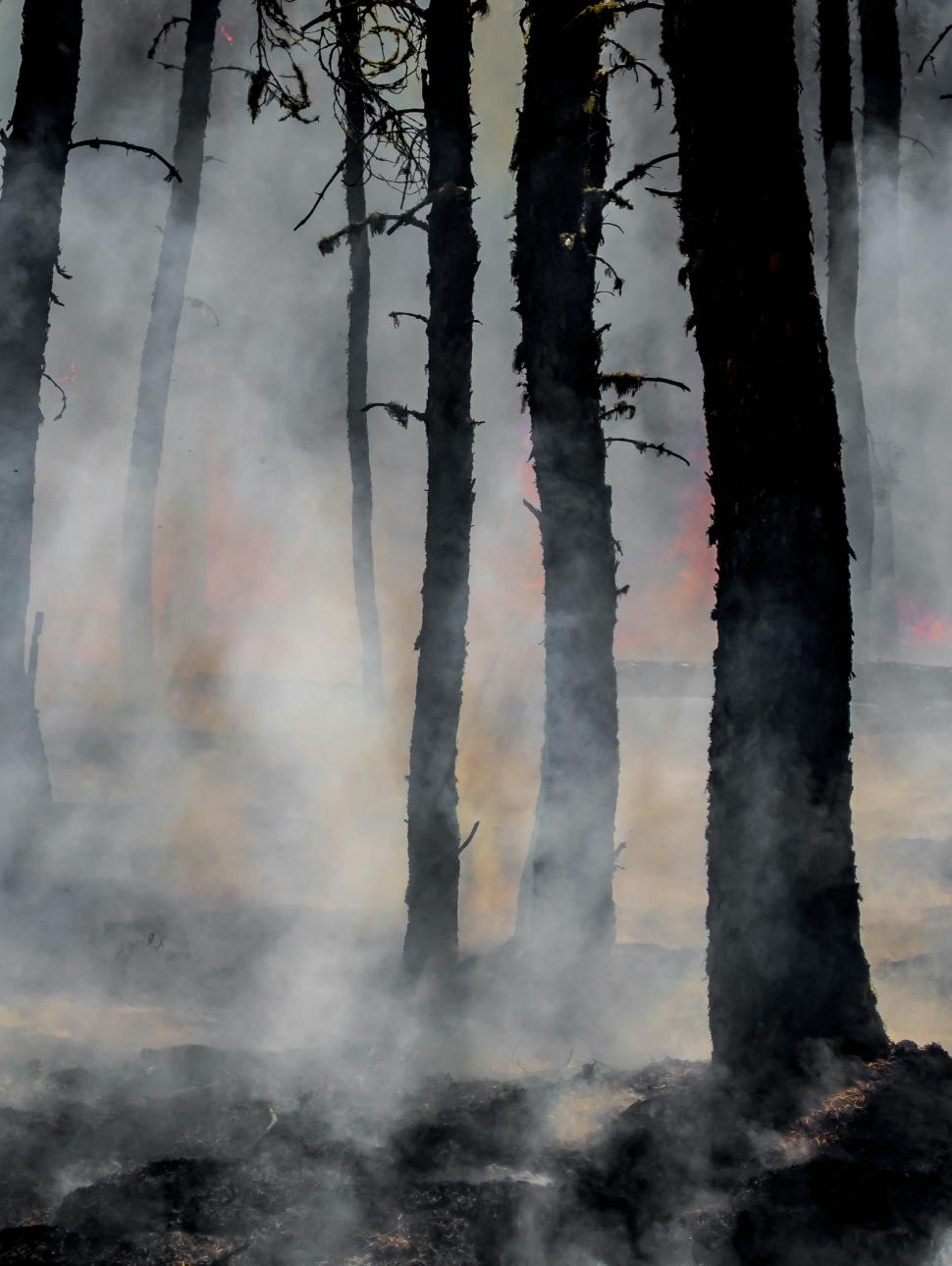Image of bush fire scene