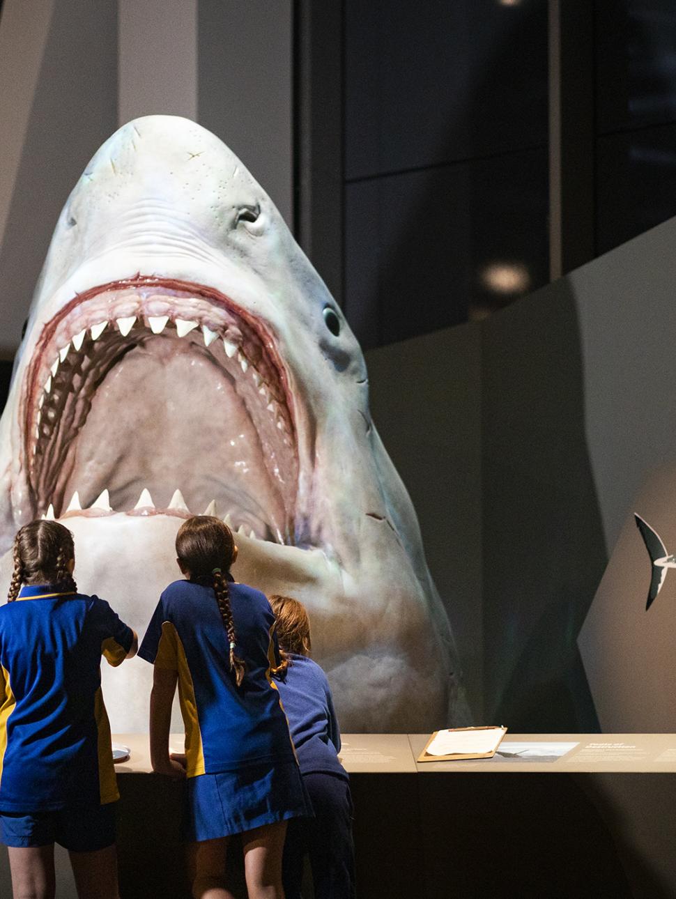 Children observing a shark exhibit