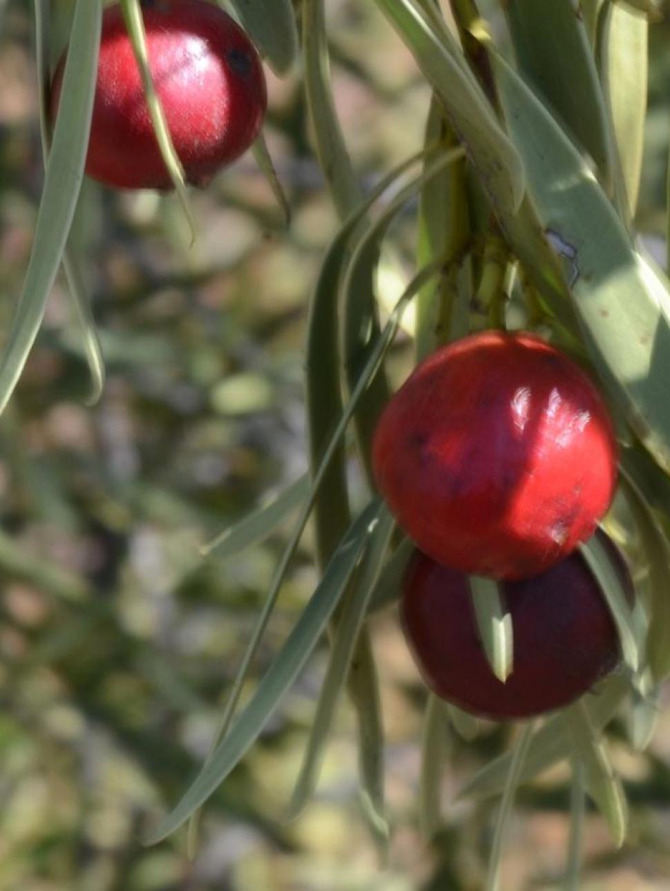 a close up of a quandong on the tree 