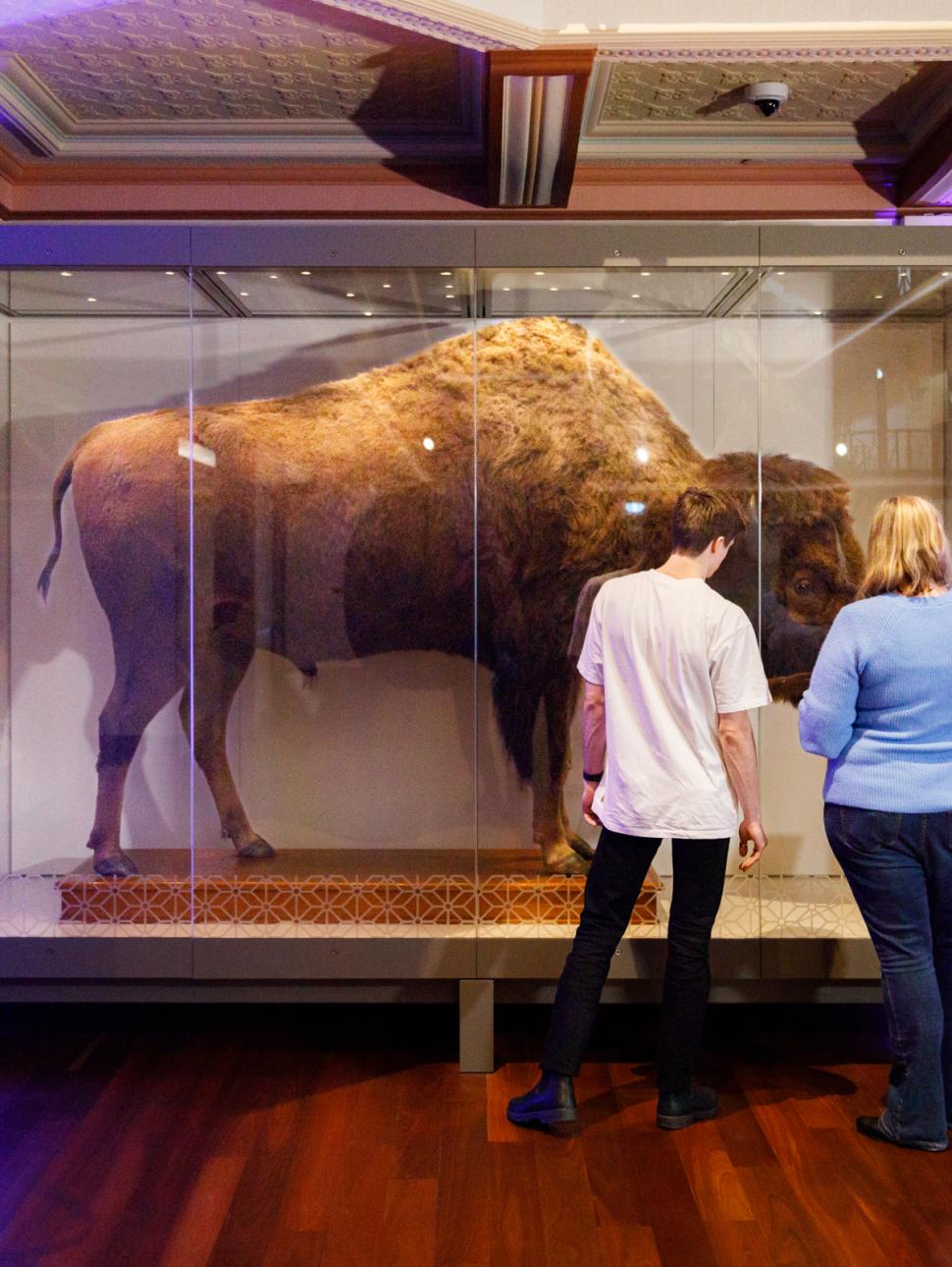 Two people observe a taxidermied bison in a glass display case in a museum.