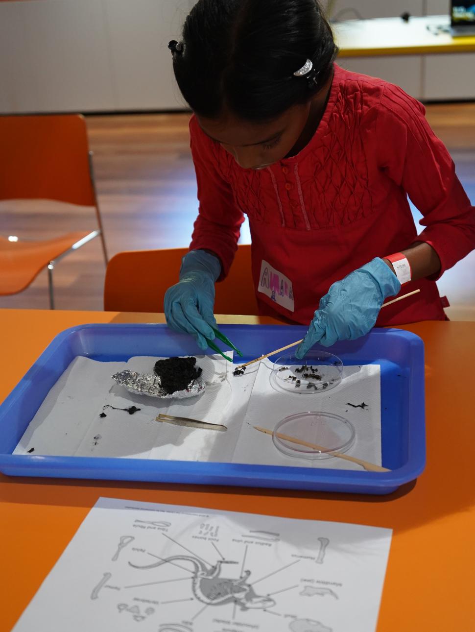 The image shows a girl investigating the contents of an owl pellet. She is dissecting it on a blue tray and is wearing protective gloves