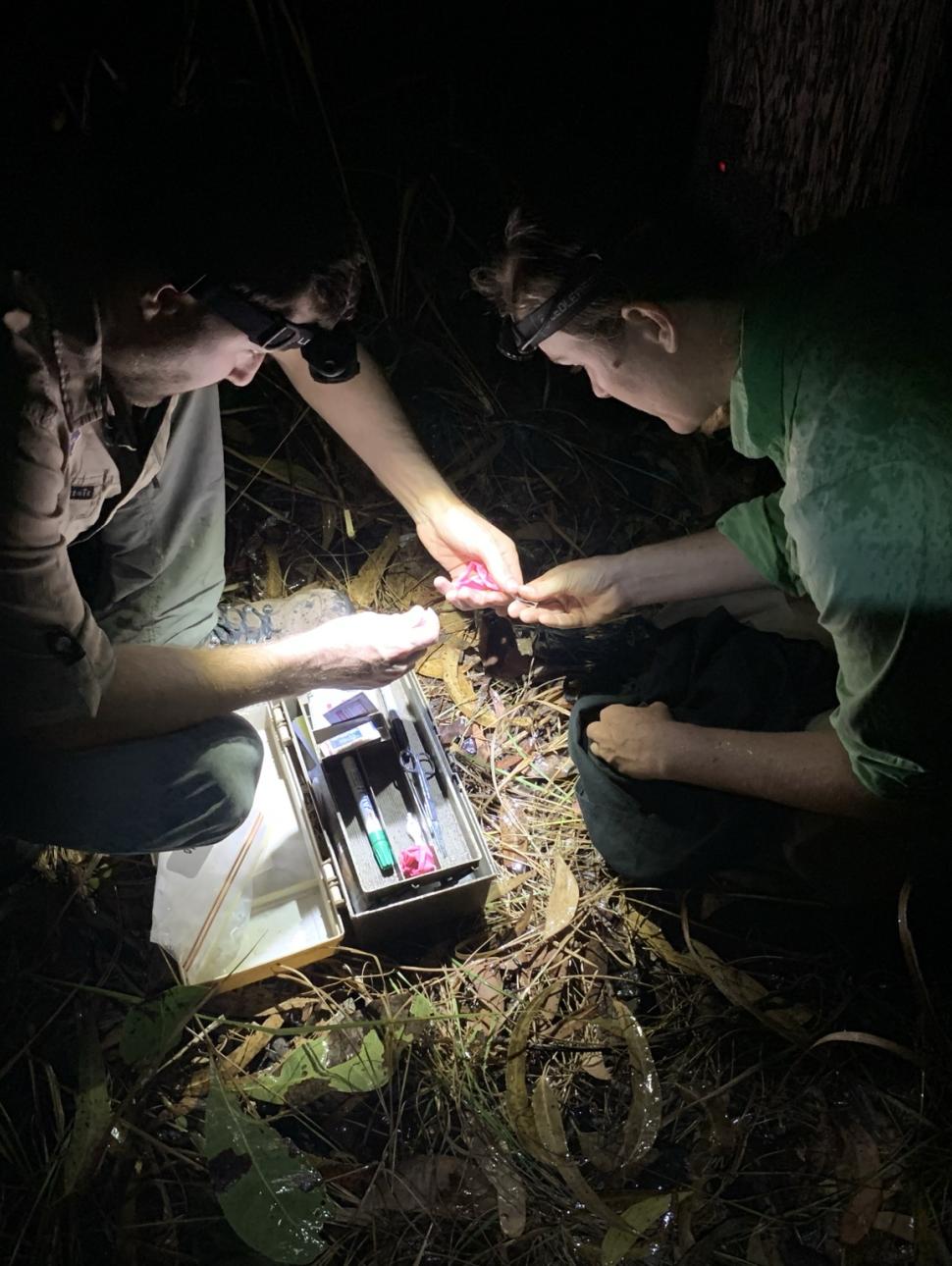 Two people with head torches conducting Northern Quoll fieldwork at night