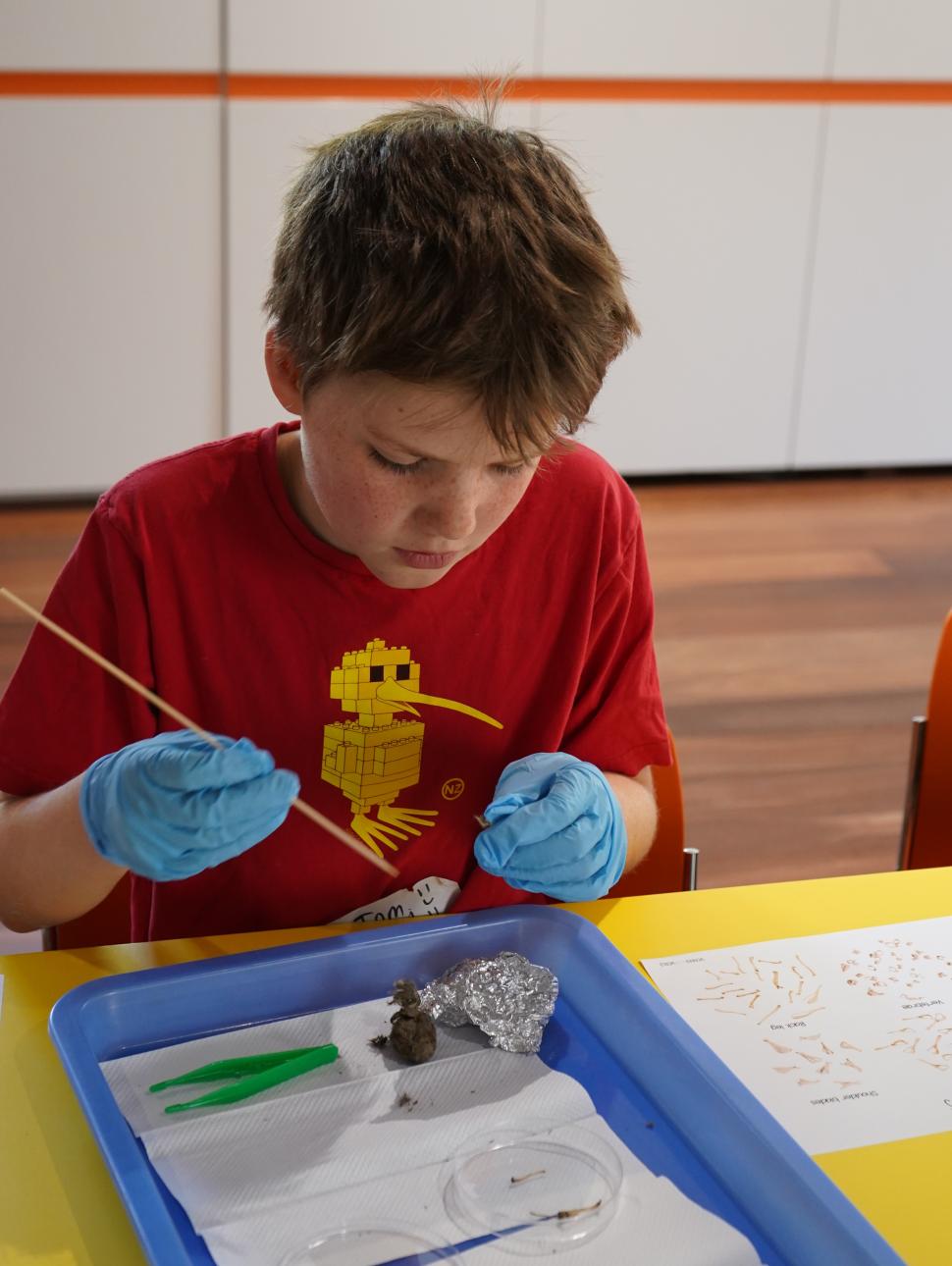 A young person is using a satay stick and some tweezers to carefully dissect and prise open an owl pellet