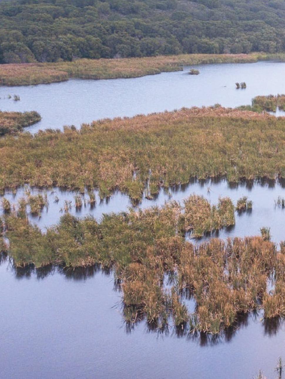a wetland area