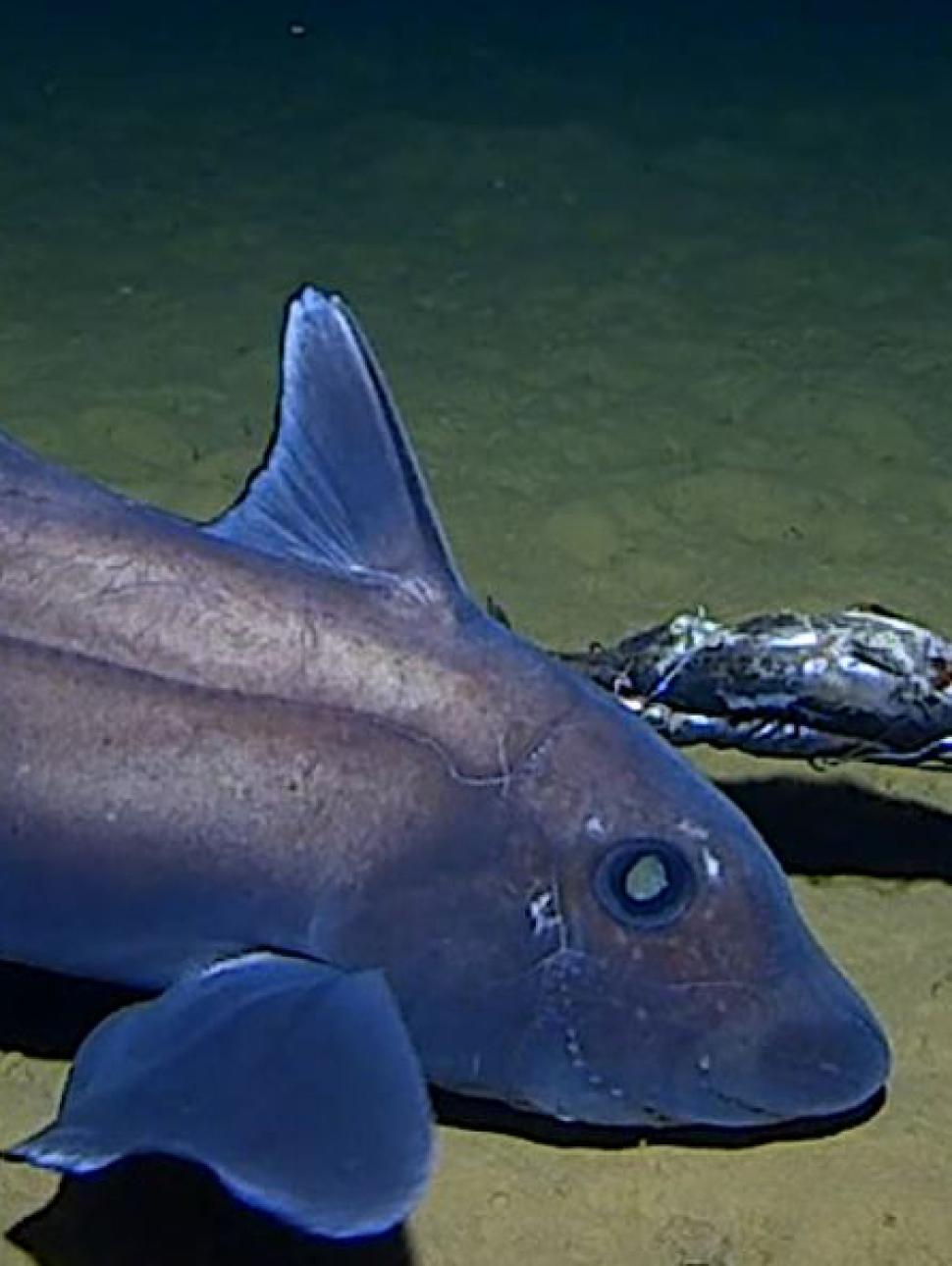 A deep-sea species of fish investigates a deep-see lure, on a research expedition in Western Australian waters conducted by UWA-Minderoo Deep-Sea Research Centre in 2023-24.