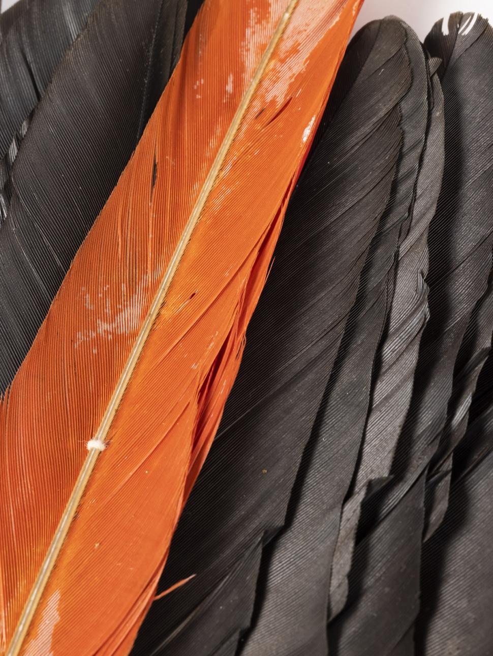 a collection of feathers