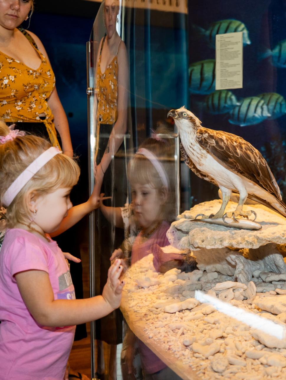a young child looks at a bird display in a museum
