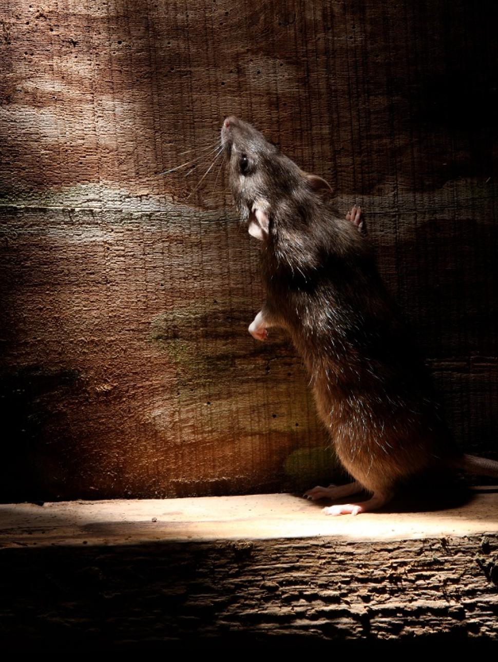 a rat in a wooden corner looking up into a small crack of light
