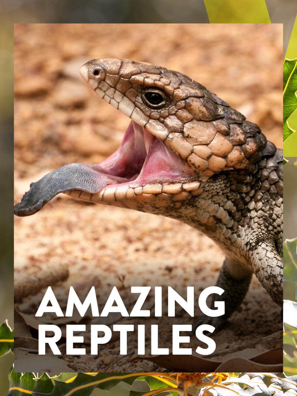 Blue tongue lizard upclose