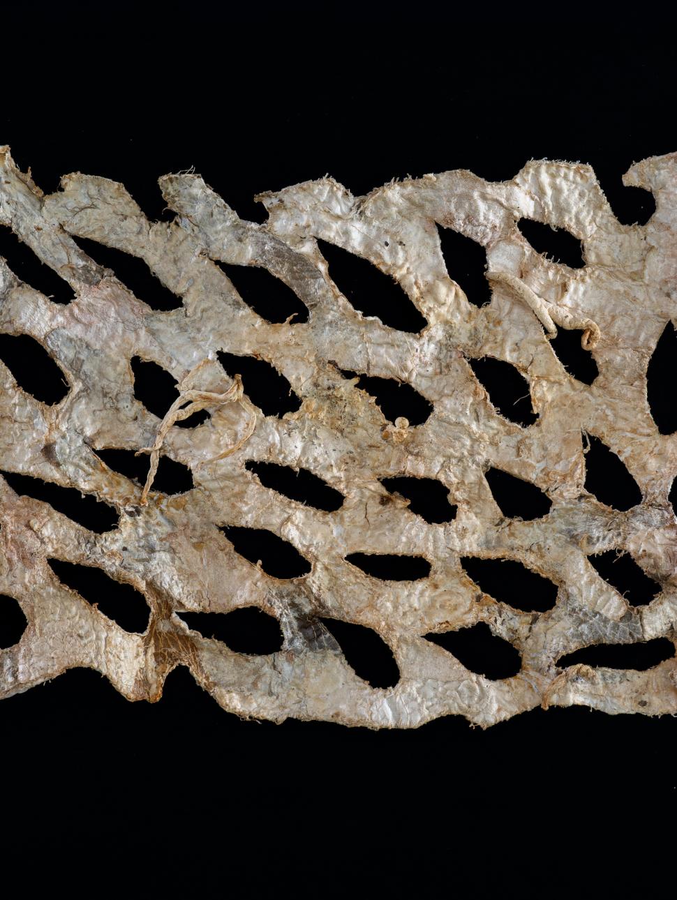 fungi grown as a mesh type appearance