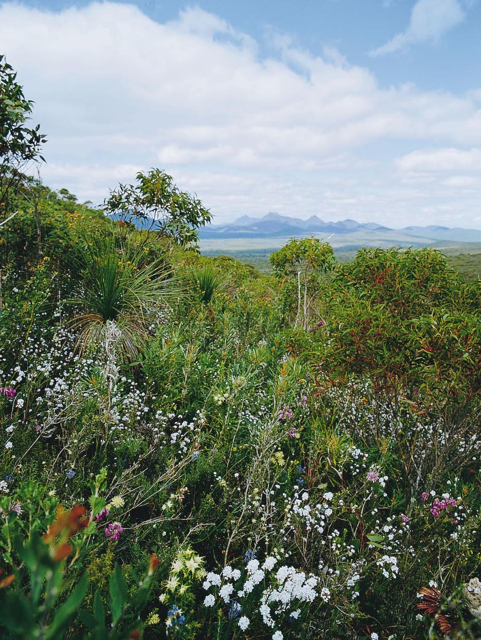 a garden wildflower scene of Stirling ranges in the background