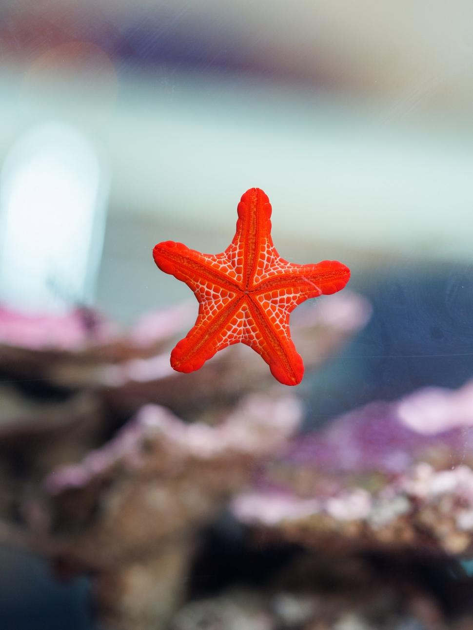 a startfish in a coral tank