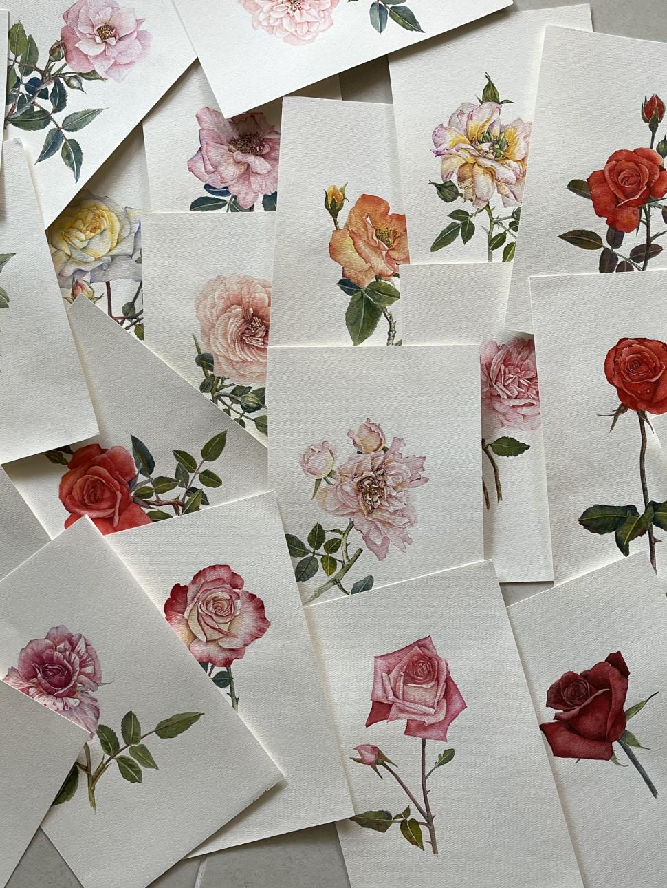 Watercolour card images showing paintings of roses by WA Watercolour Society artist Jane Li.